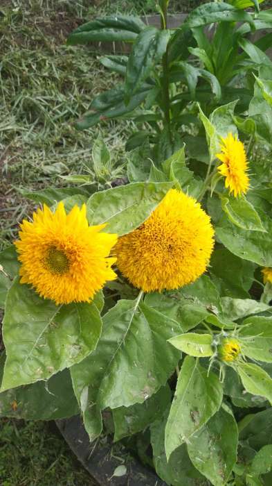 Фотография покупателя товара Семена Цветов Подсолнечник Медвежонок, 10 шт - Фото 8