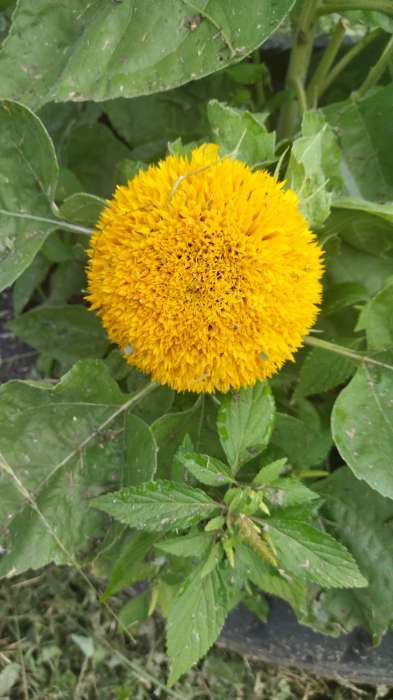 Фотография покупателя товара Семена Цветов Подсолнечник Медвежонок, 10 шт - Фото 7