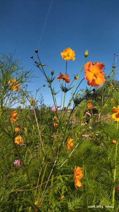 Фотография покупателя товара Семена цветов Космея "Карпет", микс, 0,1 г - Фото 3