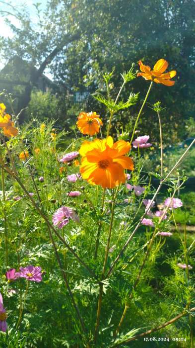 Фотография покупателя товара Семена цветов Космея "Карпет", микс, 0,1 г - Фото 4