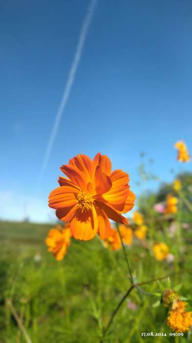 Фотография покупателя товара Семена цветов Космея "Карпет", микс, 0,1 г - Фото 5