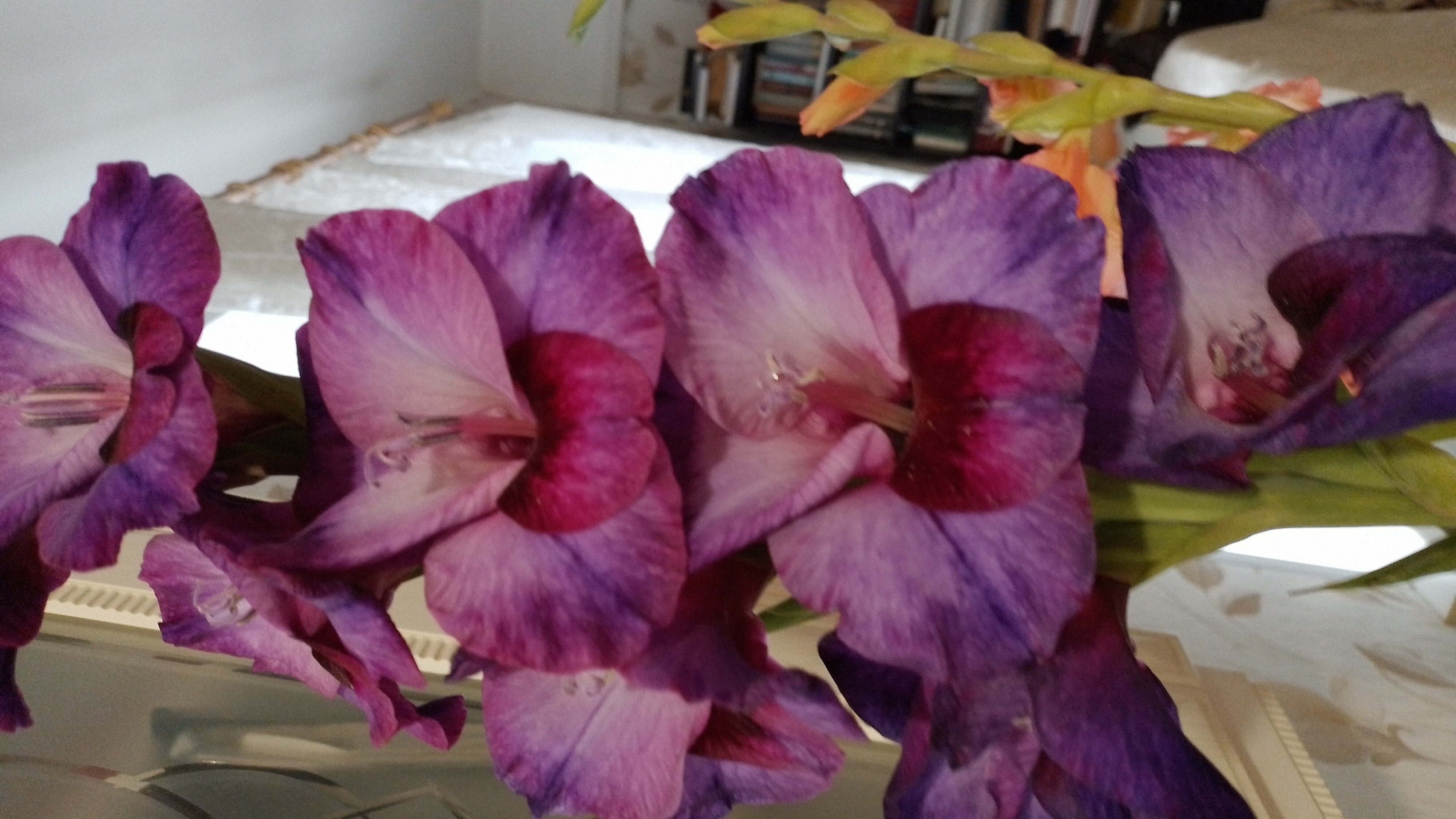 Фотография покупателя товара Гладиолус крупноцветковый "Шоубёрд",  р-р 10/12, 10 шт, Весна 2024 - Фото 1