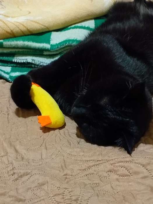 Фотография покупателя товара Игрушка для кошек, «Бурундук», с кошачьей мятой, 5 см - Фото 3