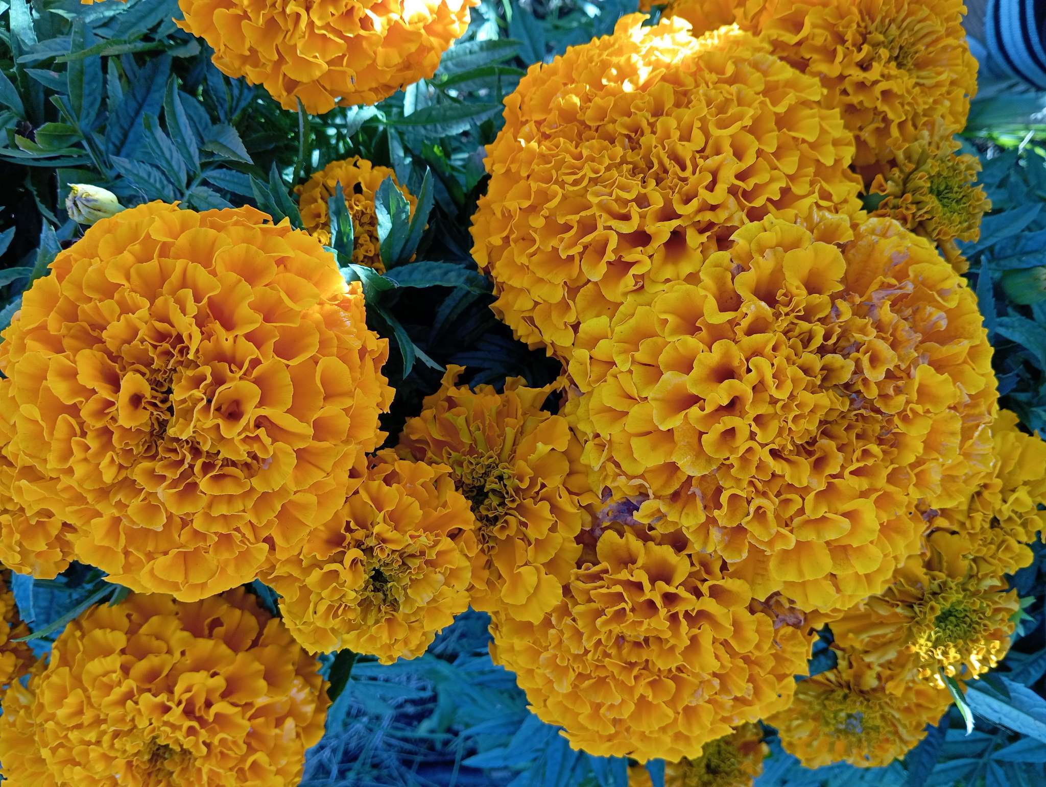 Фотография покупателя товара Семена цветов Бархатцы прямостоячие «Антигуа Еллоу», 15 шт. - Фото 1