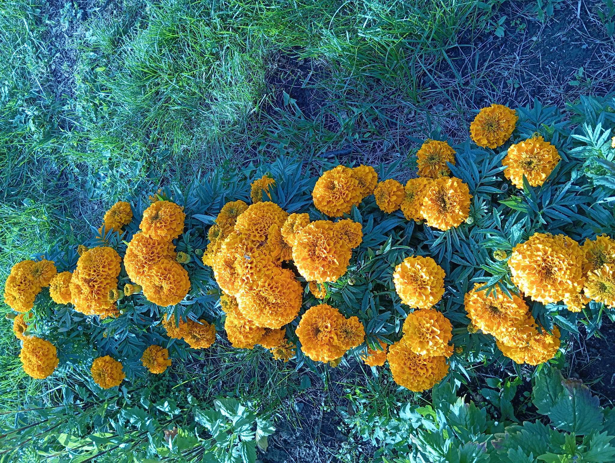 Фотография покупателя товара Семена цветов Бархатцы прямостоячие «Антигуа Еллоу», 15 шт. - Фото 2