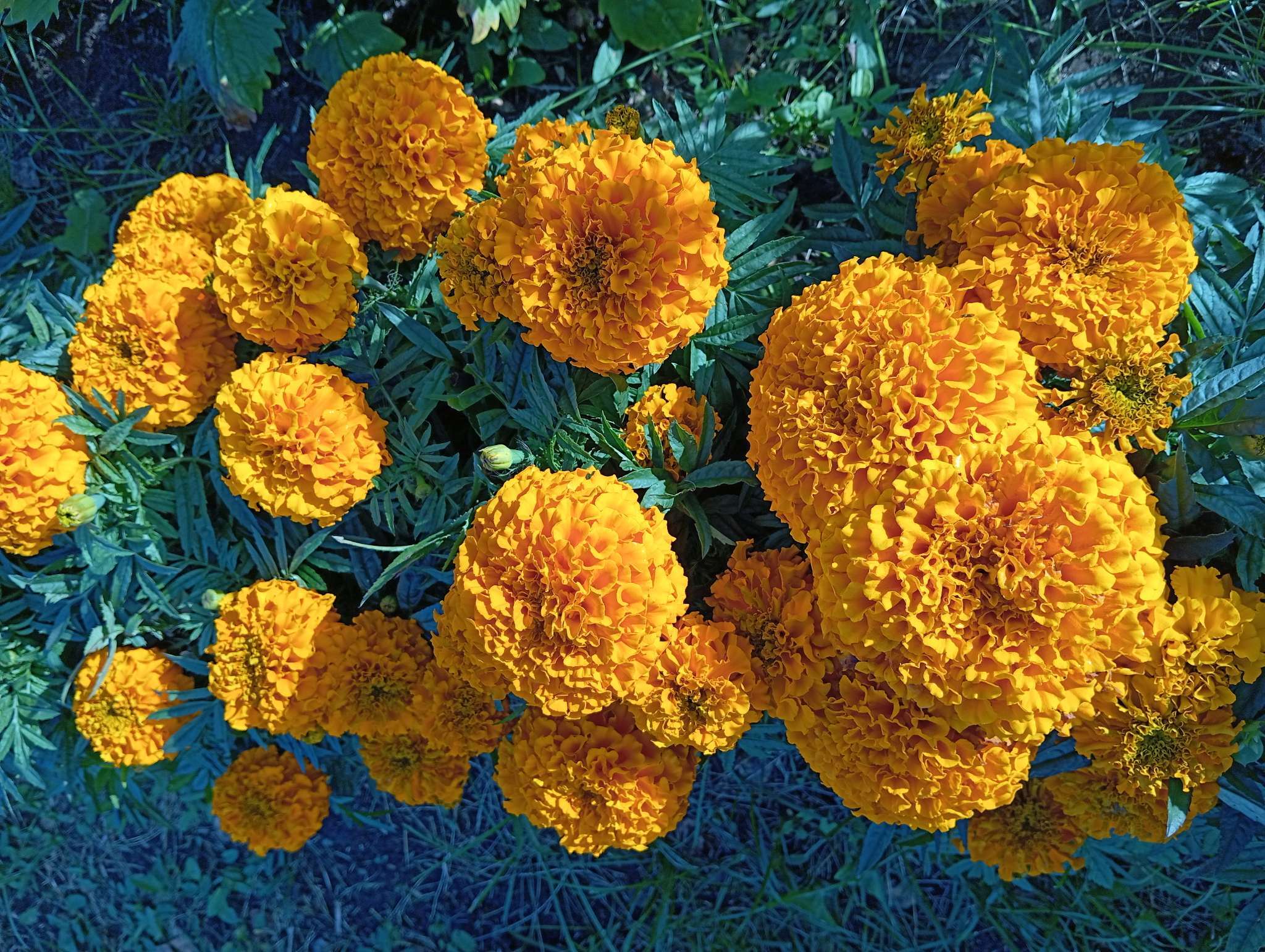 Фотография покупателя товара Семена цветов Бархатцы прямостоячие «Антигуа Еллоу», 15 шт. - Фото 3