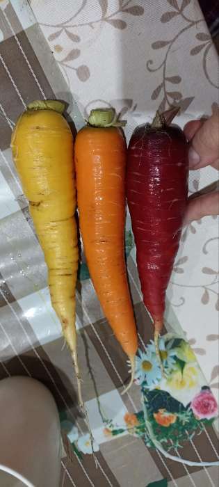 Фотография покупателя товара Семена Морковь столовая «Чурчхела смесь», 0.2 г, «Семена Алтая» - Фото 1