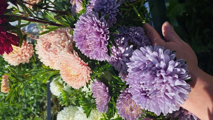 Фотография покупателя товара Семена цветов Астра "Леди Корал лавандовая", ц/п,  однолетняя, серия Эксклюзив,  0,05 г - Фото 9