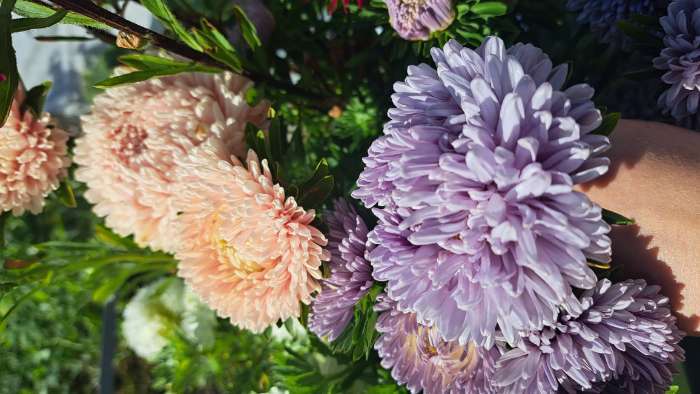 Фотография покупателя товара Семена цветов Астра "Леди Корал лавандовая", ц/п,  однолетняя, серия Эксклюзив,  0,05 г - Фото 10