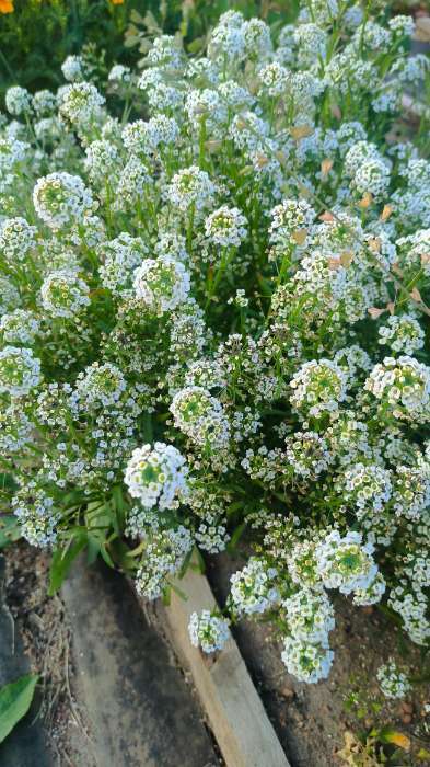 Фотография покупателя товара Семена Цветов Алиссум "Снежные узоры", 0,05 г - Фото 1