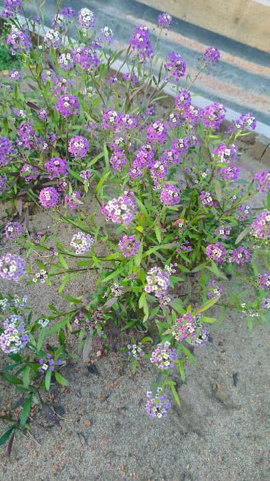 Фотография покупателя товара Семена цветов Алиссум "Фиолетовая Королева", Сем. Алт, ц/п, 0,05 г - Фото 8