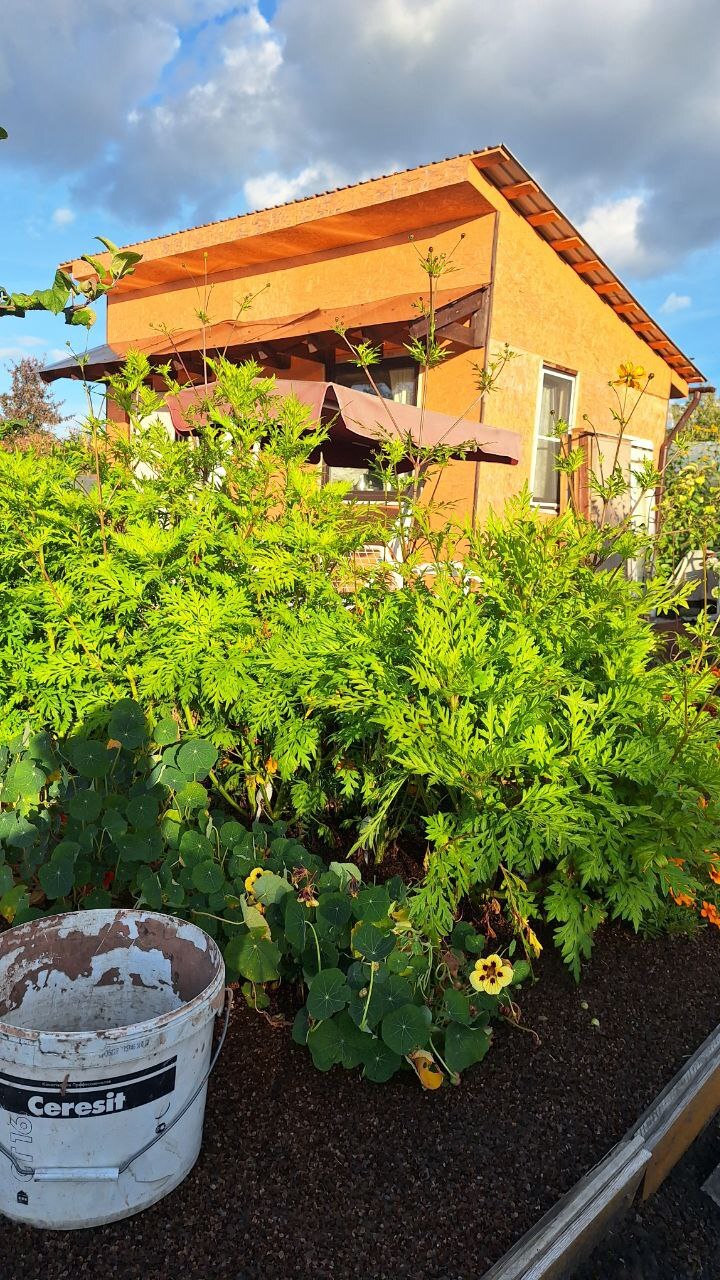 Фотография покупателя товара Семена цветов Космея Космик F1, смесь, 20шт - Фото 2