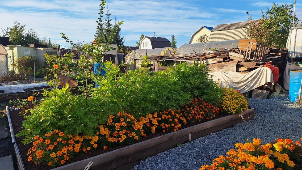 Фотография покупателя товара Семена цветов Космея Космик F1, смесь, 20шт - Фото 3