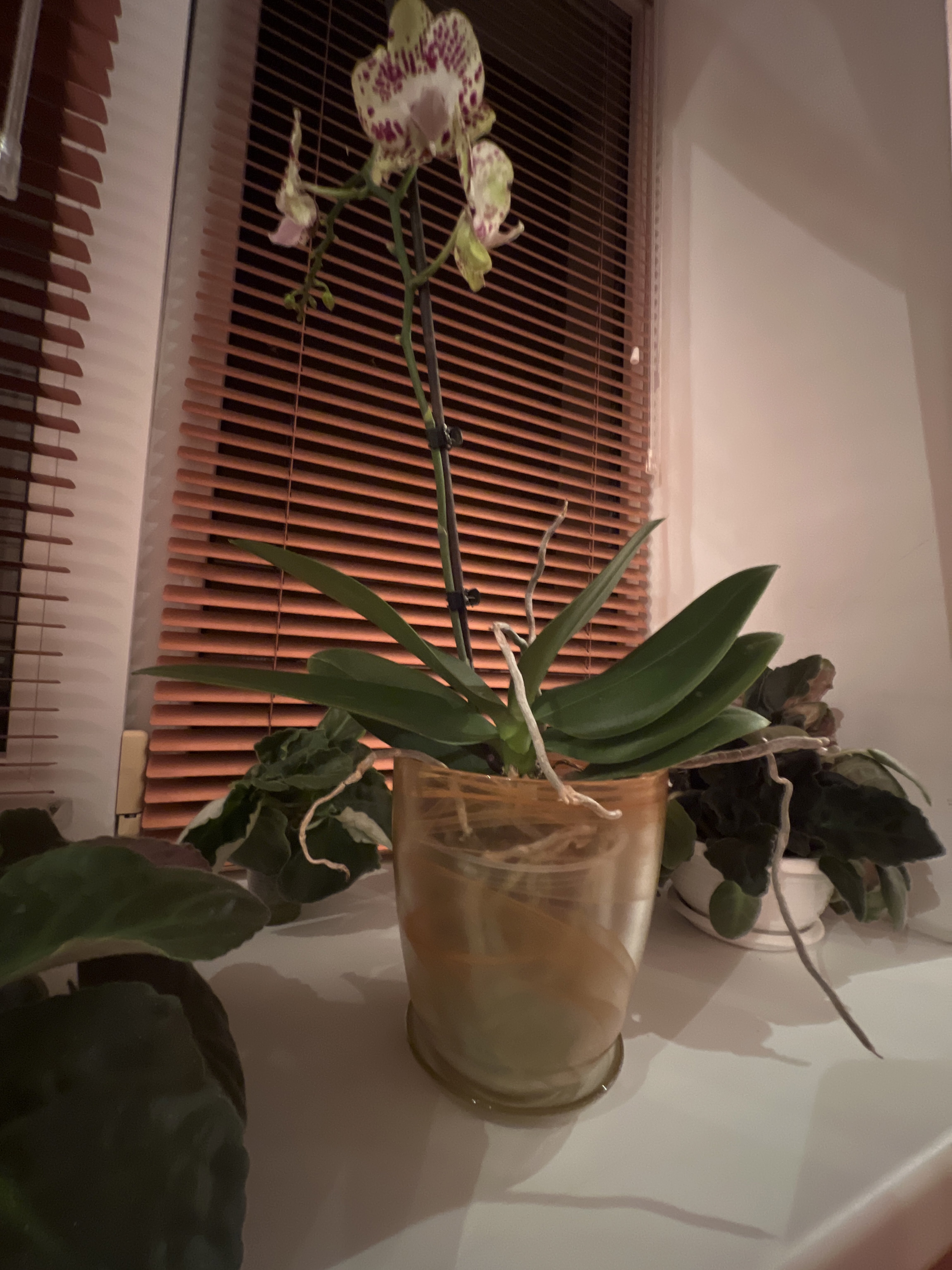 Фотография покупателя товара Горшок цветочный с поддоном "Гармония", бежевый 1 л - Фото 1