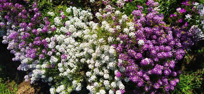 Фотография покупателя товара Семена цветов Алиссум "Фиолетовая Королева", Сем. Алт, ц/п, 0,05 г - Фото 7