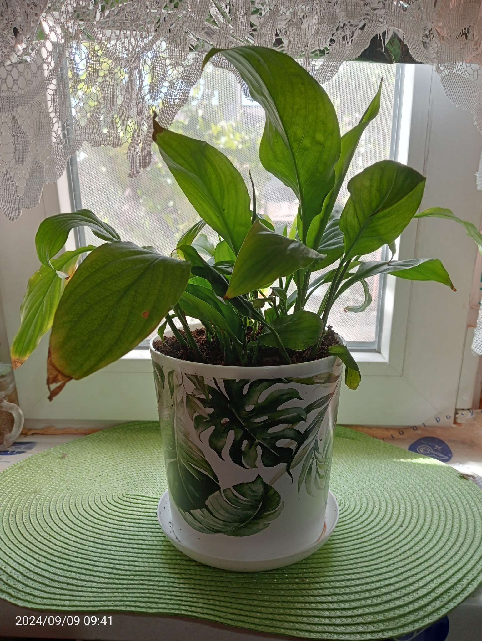 Фотография покупателя товара Горшок для цветов с поддоном Доляна «Голди.Тропики», 1.6 л, d=14 см, h=15.5 см, пластиковый, цвет чёрный - Фото 1