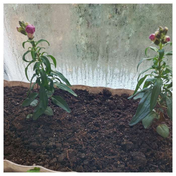 Фотография покупателя товара Семена цветов львиный зев «Античность», пурпурный, Семена Алтая, цветной пакет, 10 шт. - Фото 4