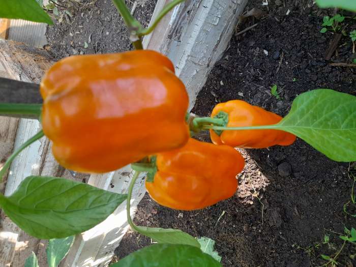 Фотография покупателя товара Семена перец сладкий «Джек F1», 0.1 г - Фото 1