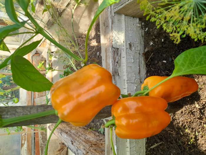 Фотография покупателя товара Семена перец сладкий «Джек F1», 0.1 г - Фото 2