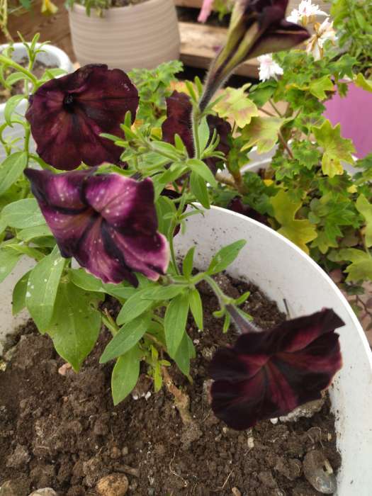 Фотография покупателя товара Семена цветов Петуния "Кан Кан Арлекин", бургунди, Сем. Алт, ц/п, 5 шт - Фото 2