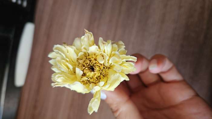 Фотография покупателя товара Семена цветов Бархатцы прямые (Тагетес) "Килиманджаро", ц/п,  F1, 0,05 г - Фото 6