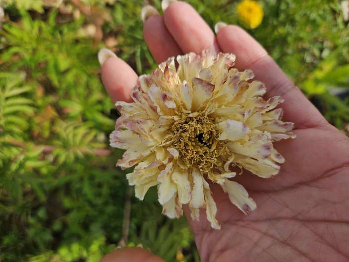 Фотография покупателя товара Семена цветов Бархатцы прямые (Тагетес) "Килиманджаро", ц/п,  F1, 0,05 г - Фото 8
