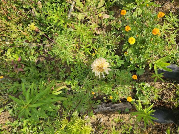 Фотография покупателя товара Семена цветов Бархатцы прямые (Тагетес) "Килиманджаро", ц/п,  F1, 0,05 г - Фото 7