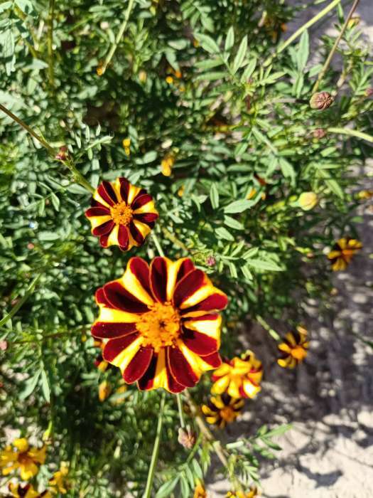 Фотография покупателя товара Семена Цветов Бархатцы «Карусель», отклоненные, 0.1 г, «АЭЛИТА» - Фото 1