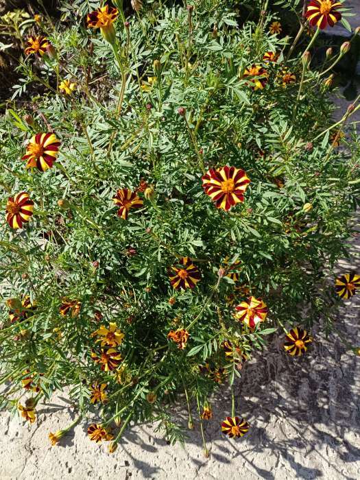 Фотография покупателя товара Семена Цветов Бархатцы «Карусель», отклоненные, 0.1 г, «АЭЛИТА» - Фото 2