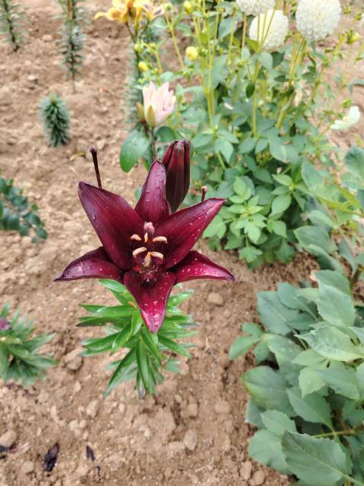 Фотография покупателя товара Лилия Тигровая «Свит Суренде», луковица в пакете с перфорацией, р-р 12/14, 3 шт. - Фото 134