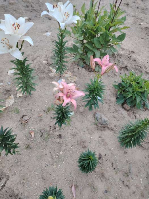 Фотография покупателя товара Лилия Тигровая «Свит Суренде», луковица в пакете с перфорацией, р-р 12/14, 3 шт. - Фото 132