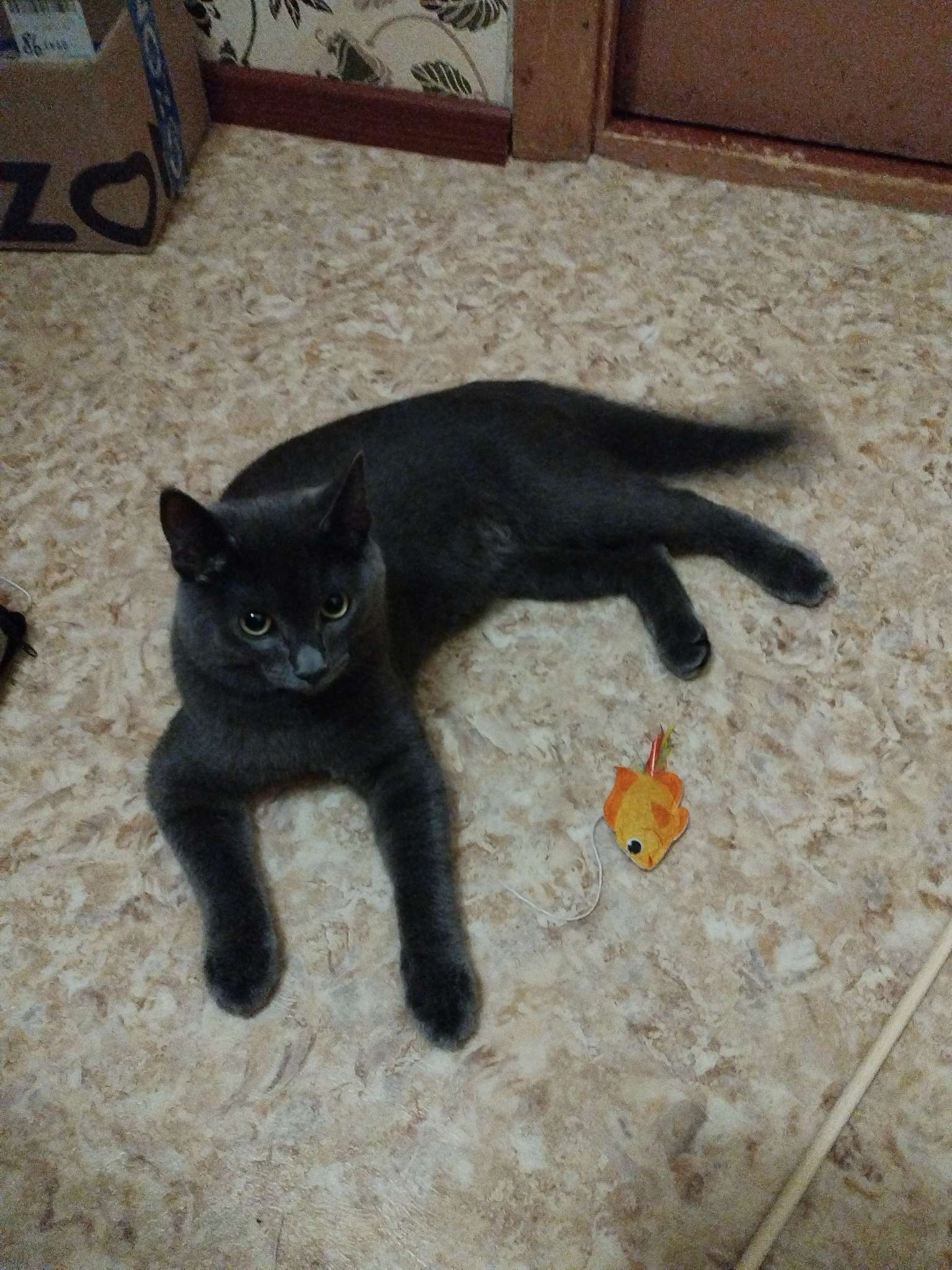 Фотография покупателя товара Дразнилка из фетра «Рыбка», 6.4×4.8 см - Фото 1