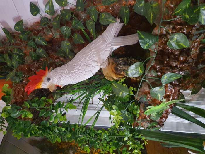 Фотография покупателя товара Садовая фигура "Попугай "Какаду" 40х14х26см - Фото 2