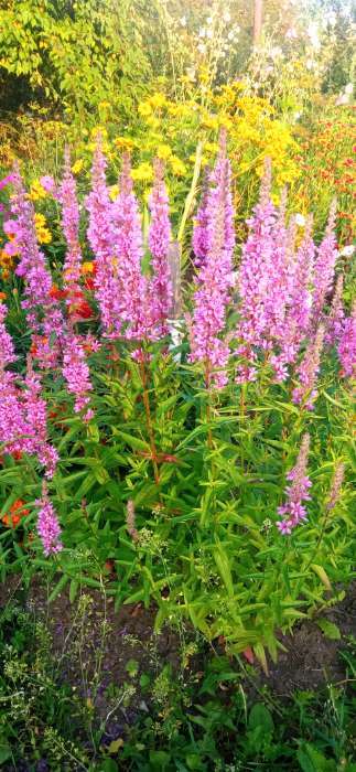 Фотография покупателя товара Семена цветов дербенник иволистный «Розовый Замок», 0.1 г - Фото 3