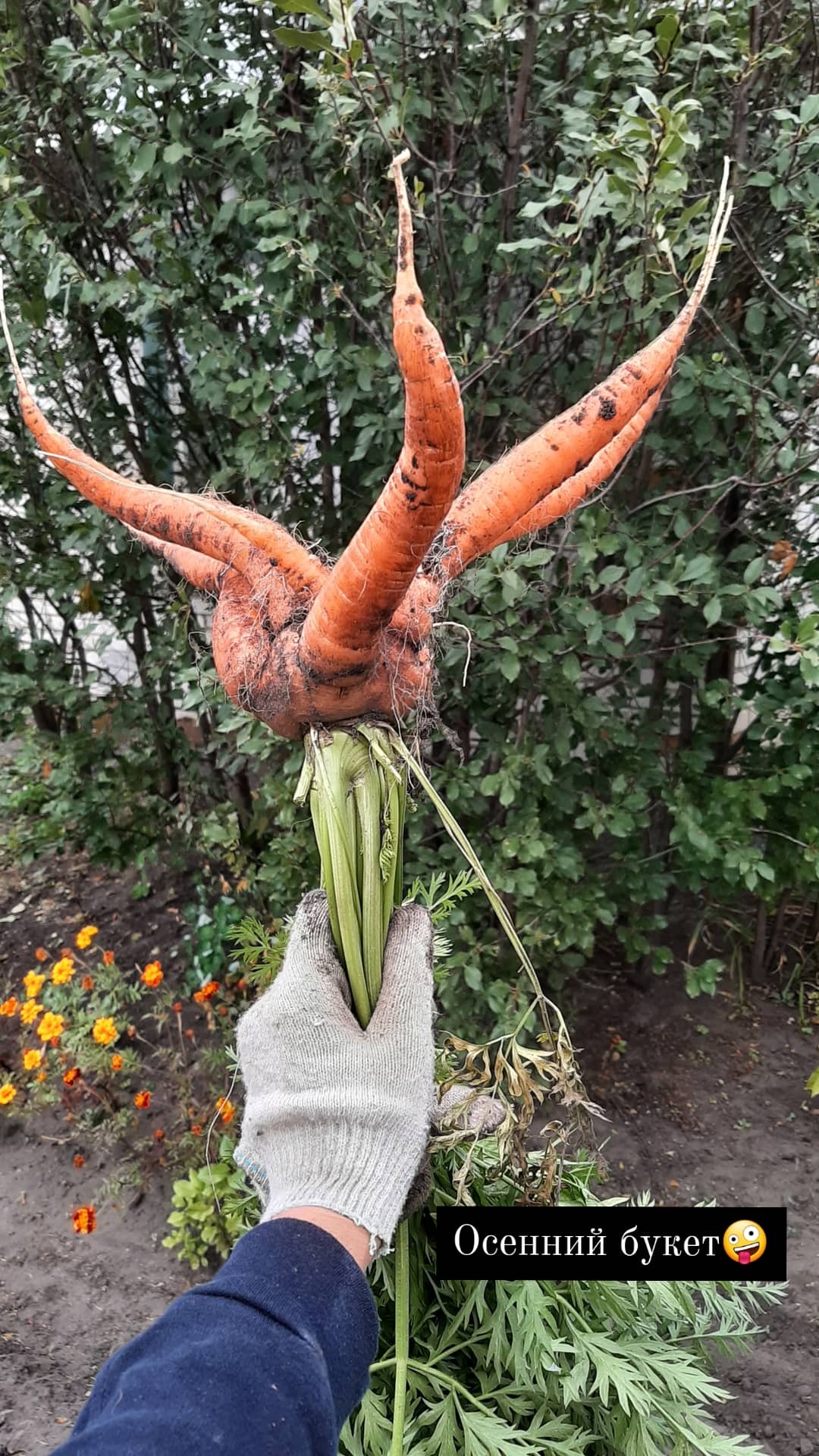 Фотография покупателя товара Семена Морковь «Красная Звезда», F1, гелевое драже 250 шт., «Уральский дачник» - Фото 1