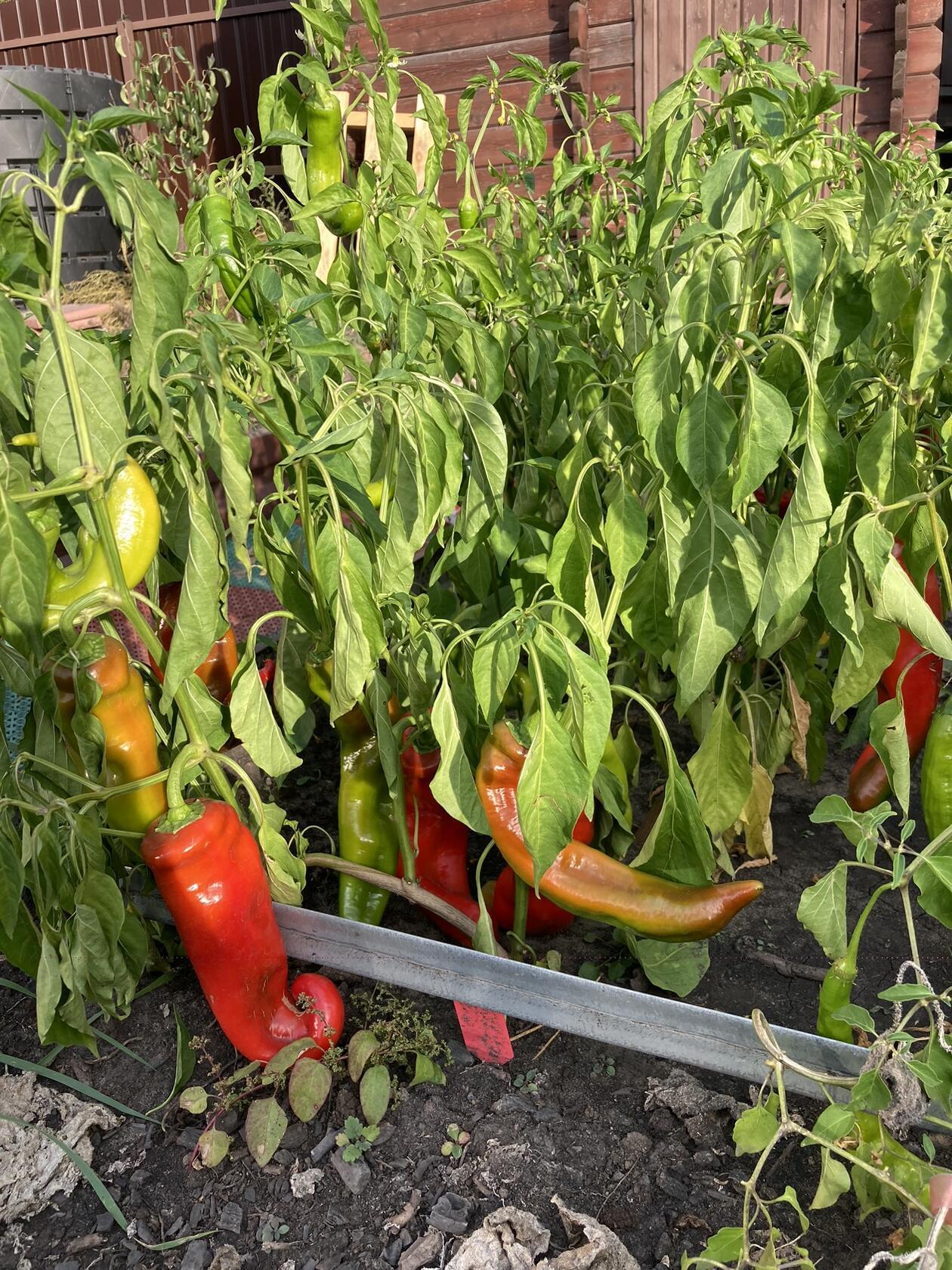 Фотография покупателя товара Семена Перец острый серия Русский размер F1, 15 шт - Фото 1