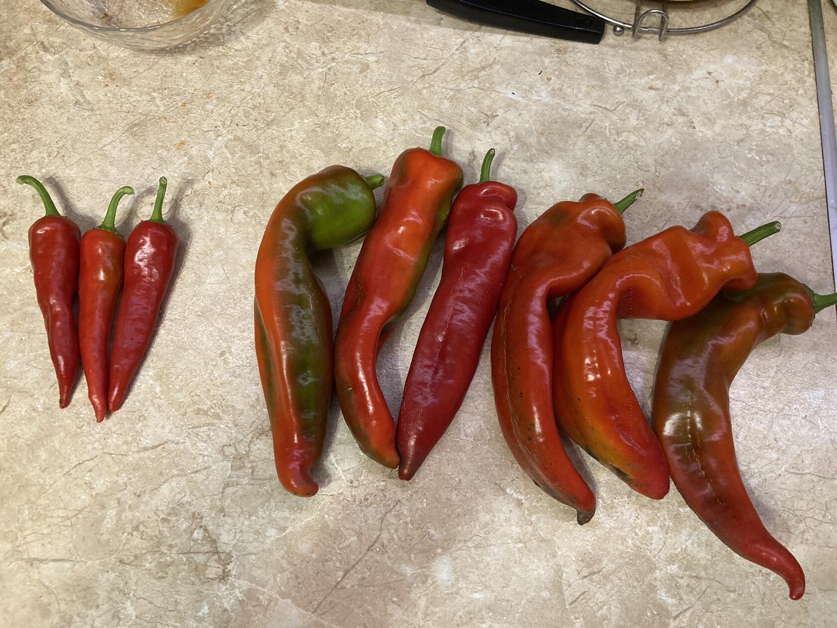 Фотография покупателя товара Семена Перец острый серия Русский размер F1, 15 шт - Фото 2