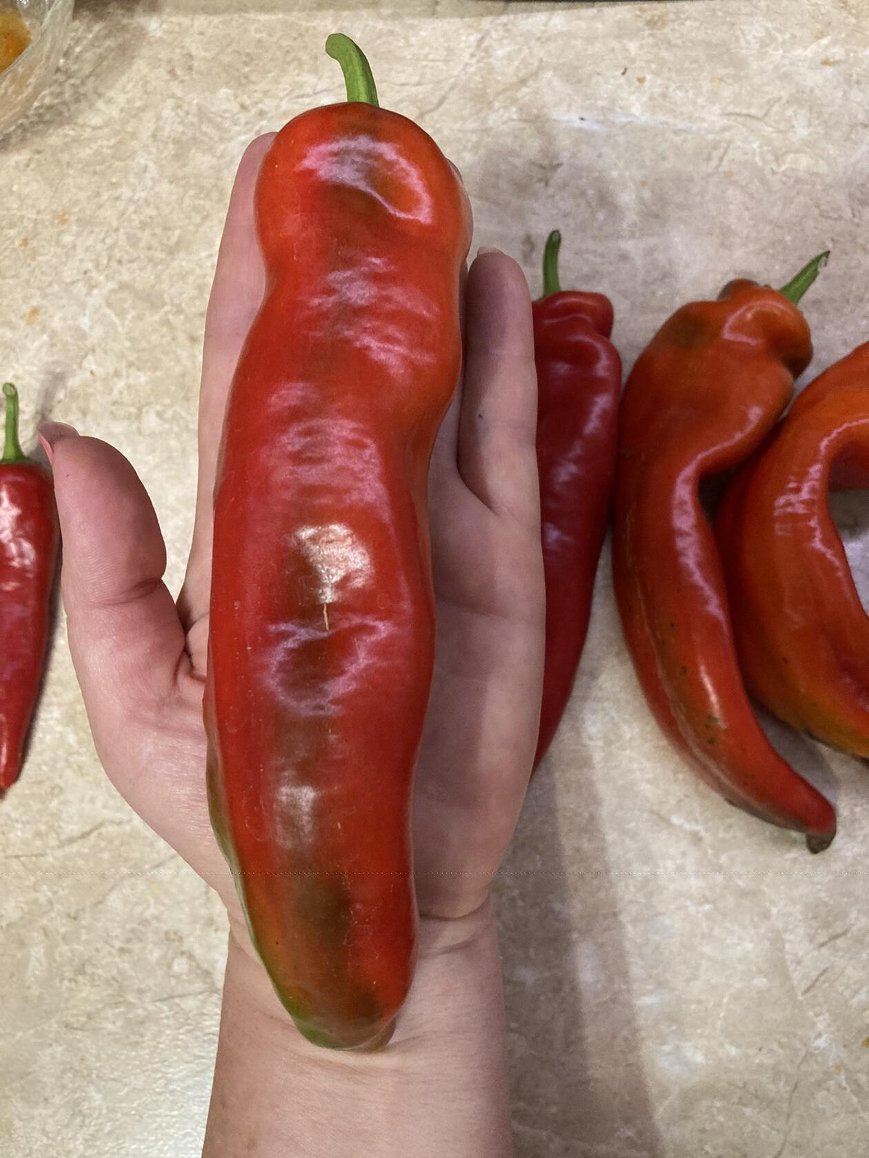 Фотография покупателя товара Семена Перец острый серия Русский размер F1, 15 шт - Фото 3