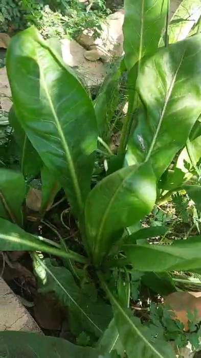 Фотография покупателя товара Семена Салат Цикорий кочанный "Диетический", 0,5 г - Фото 1