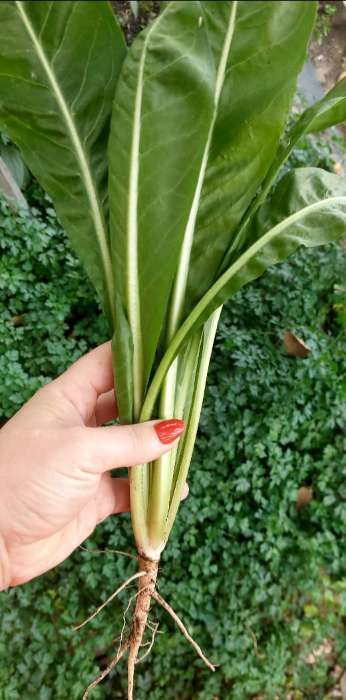 Фотография покупателя товара Семена Салат Цикорий кочанный "Диетический", 0,5 г - Фото 2