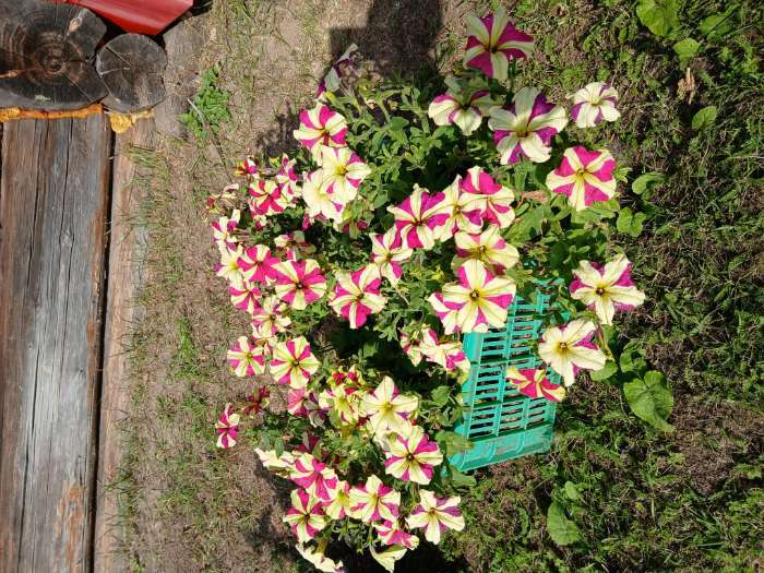 Фотография покупателя товара Семена цветов Петуния «Розовый лимон», 7 шт., «Дом семян» - Фото 4