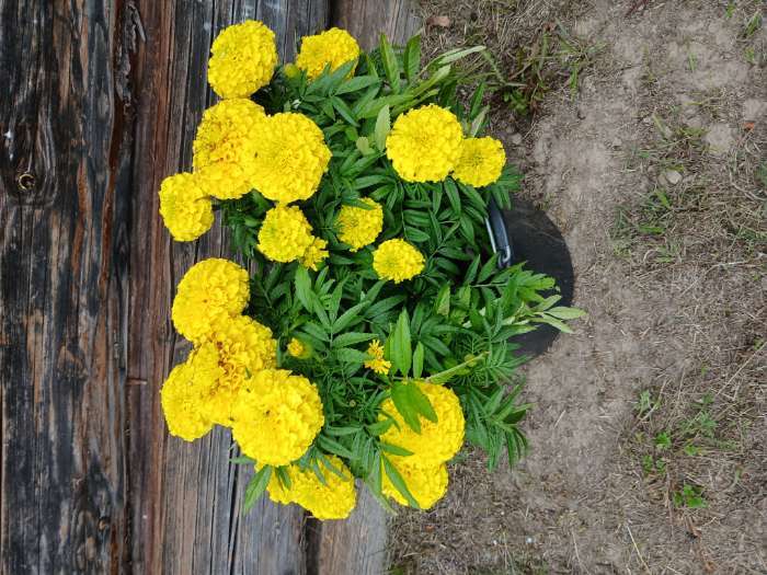 Фотография покупателя товара Семена цветов Бархатцы прямостоячие «Антигуа Микс» 15 шт. - Фото 1