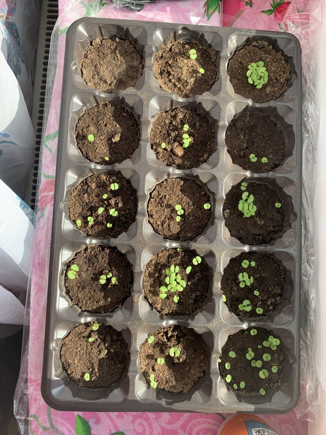 Фотография покупателя товара Семена цветов колеус «Оригинальный», смесь, 0.03 г - Фото 4