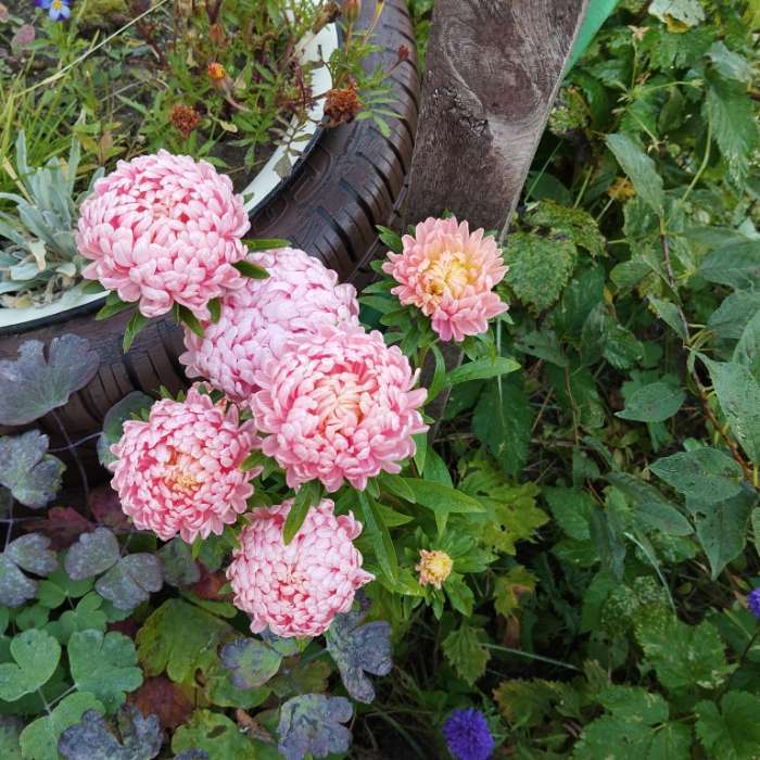 Фотография покупателя товара Семена Цветов Астра «Александрия шамоа», 0.1 г - Фото 4