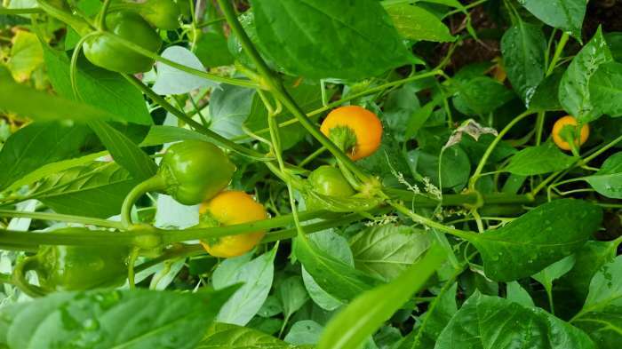 Фотография покупателя товара Семена Перец сладкий "Трюфелек Оранжевый F1", ц/п, 8 шт. - Фото 2