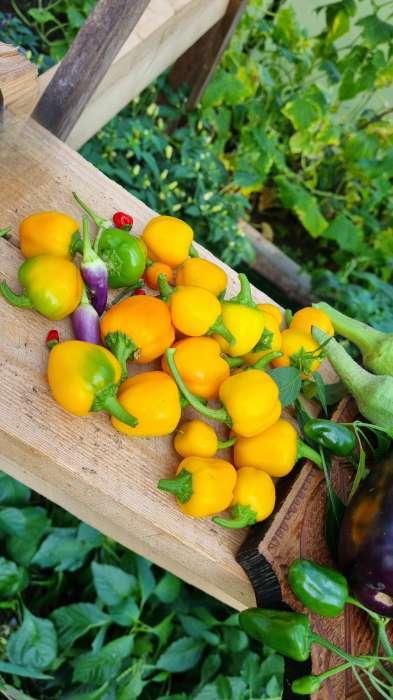 Фотография покупателя товара Семена Перец сладкий "Трюфелек Оранжевый F1", ц/п, 8 шт. - Фото 3