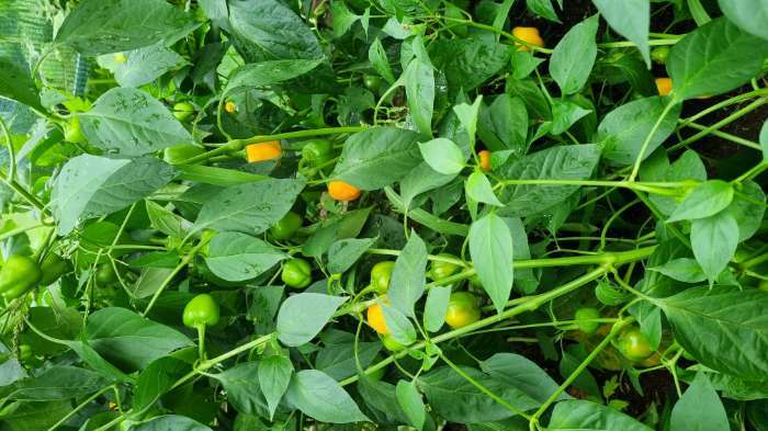 Фотография покупателя товара Семена Перец сладкий "Трюфелек Оранжевый F1", ц/п, 8 шт. - Фото 4