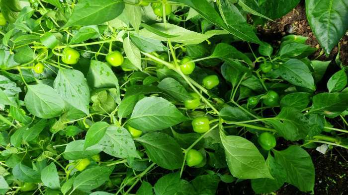 Фотография покупателя товара Семена Перец сладкий "Трюфелек Оранжевый F1", ц/п, 8 шт. - Фото 1