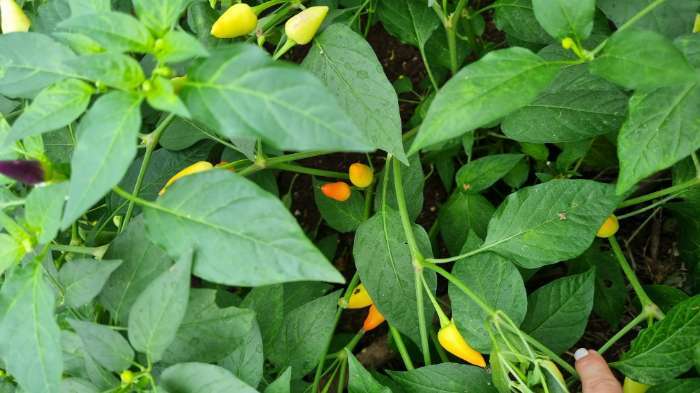 Фотография покупателя товара Семена цветов Перец «Аладдин», декоративный, «Семена Алтая», 0.1 г - Фото 5