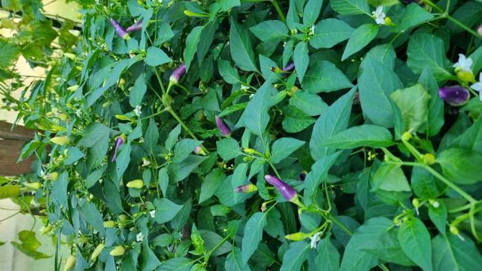 Фотография покупателя товара Семена цветов Перец «Аладдин», декоративный, «Семена Алтая», 0.1 г - Фото 2